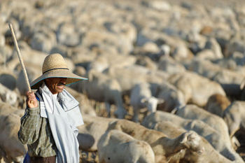 Outlying districts of Fuente Álamo: Las Palas