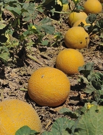 Balsapintada in Fuente Álamo