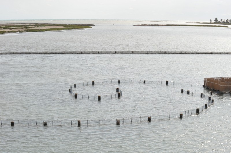 Las Encañizadas; protecting this historic fishing technique in La Manga del Mar Menor