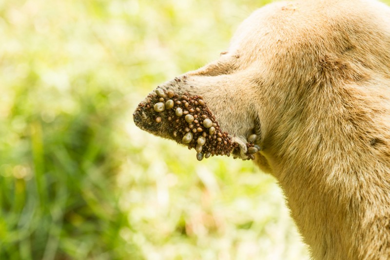 Ticks and canine ehrlichiosis, threats to the health of dogs in Spain