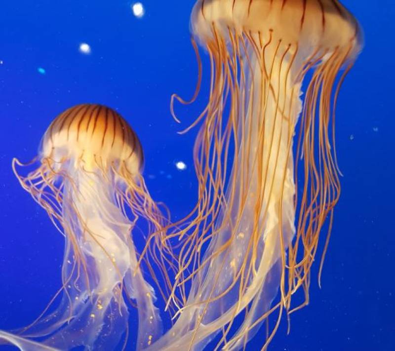 10 most common - and dangerous - jellyfish found in the waters in Spain