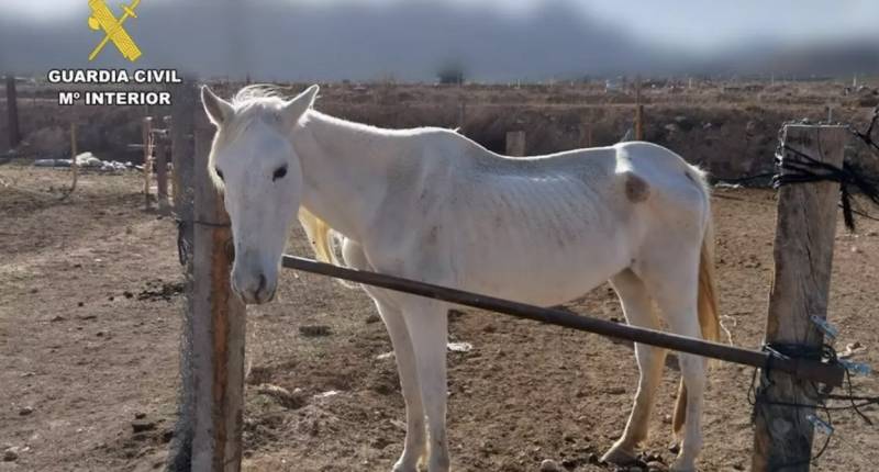 Guardia Civil dismantles horrific farm with dead animals in Alicante