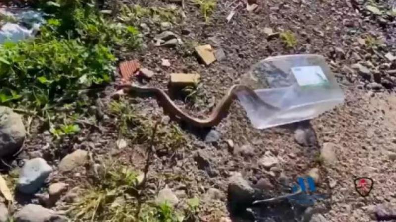 VIDEO: Monstrous snake captured in Costa del Sol sports centre