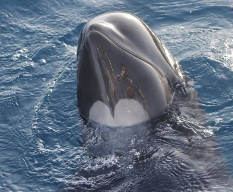 Scientists use whale cams to prevent orca boat attacks in Gibraltar