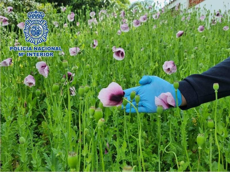 Spain's first opium poppy plantation bust made by police in Cartagena