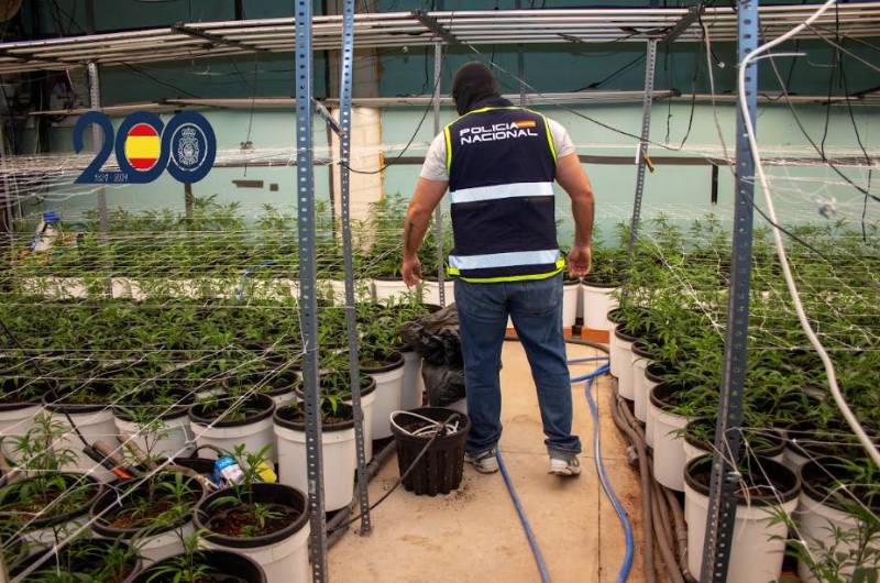 Three foreign nationals arrested after large marijuana plantation dismantled in Torre Pacheco