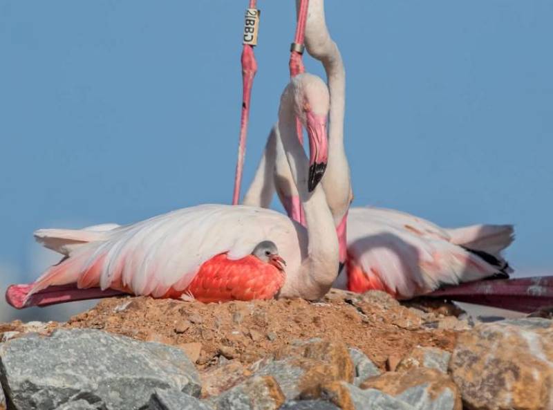 PHOTOS: Fluffy baby flamingos hatch in Torrevieja