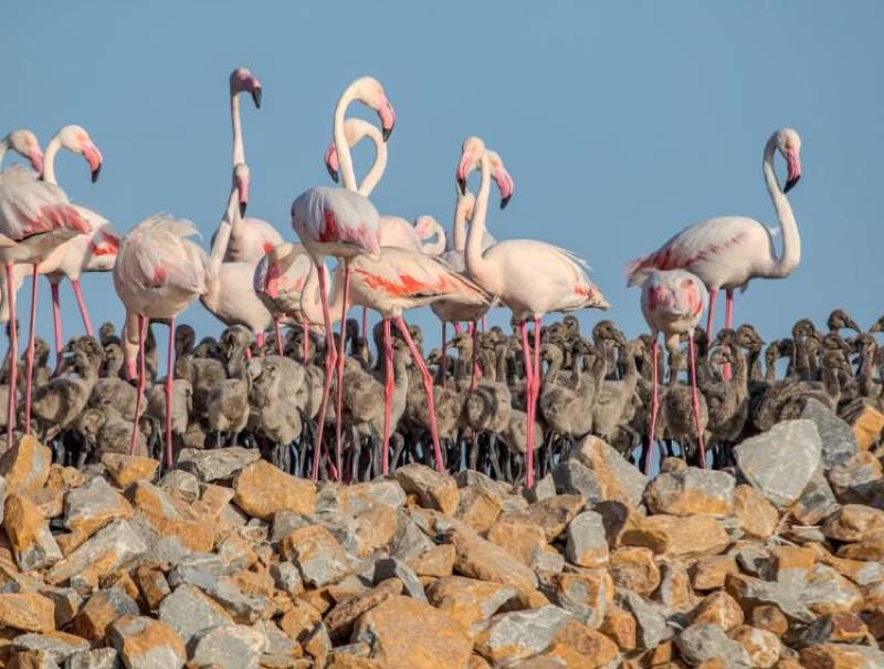 PHOTOS: Fluffy baby flamingos hatch in Torrevieja
