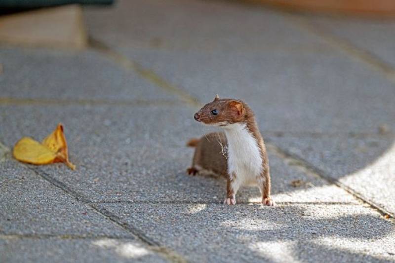Silent disappearance: Weasels face extinction in Murcia