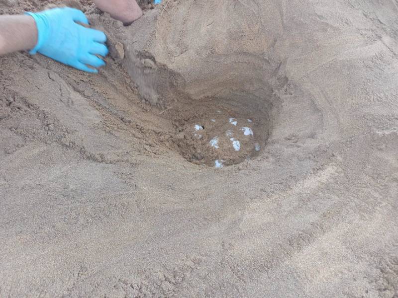 First loggerhead turtle nest of summer found in Calblanque