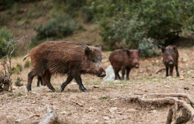 Murcia wants to cull wild boar to prevent spread of swine fever