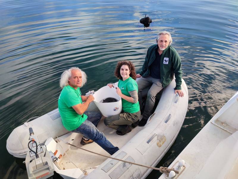 ANSE and WWF release 70 eels into the Mar Menor