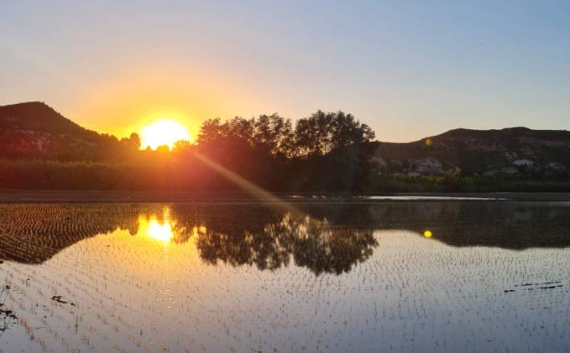 Visit the rice fields of Calasparra this year!