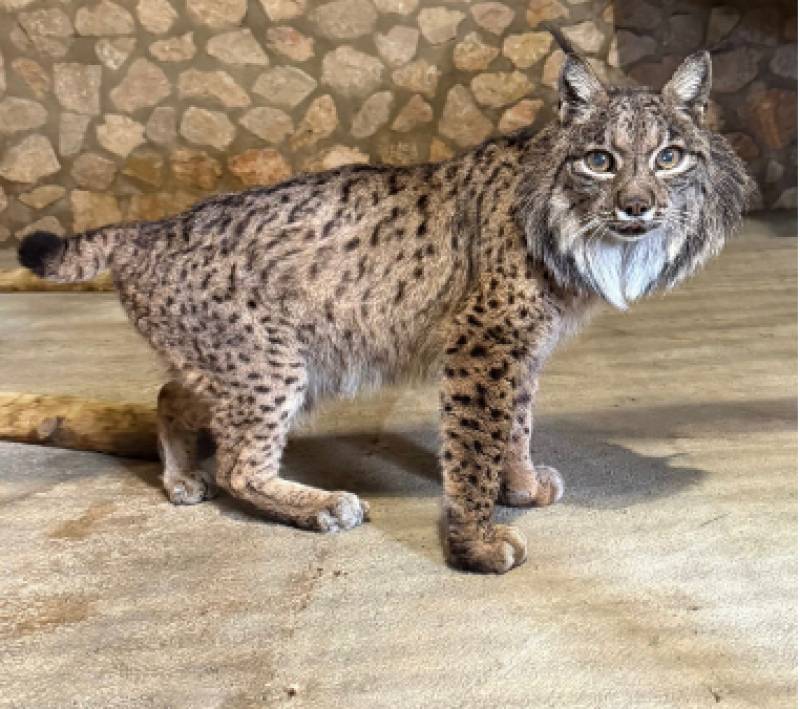 Conservation efforts that work: Southern Spain's successful reintroduction of the Iberian lynx to the wild