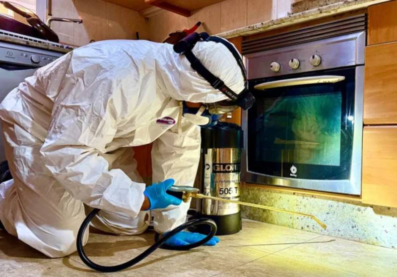 Cockroaches, ants, wasps... keep your Spanish home pest-free with expert help from Control de Plagas Levante!