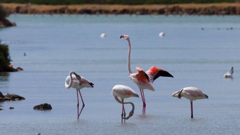 May 31 Free bird-spotting walk in the salt flats of San Pedro del Pinatar