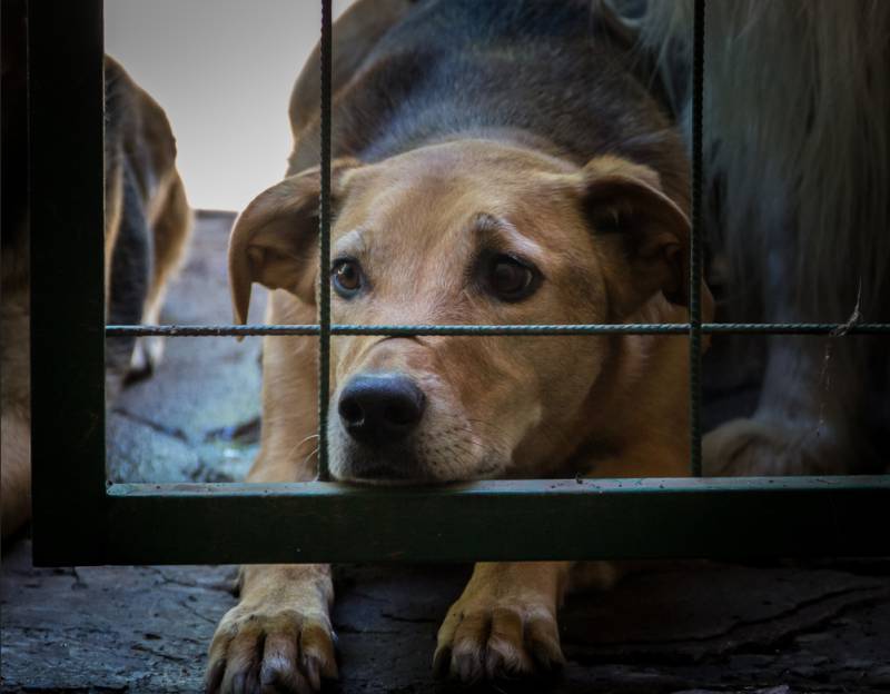 Spain commits almost €4 million to dog shelters and feral cat colonies