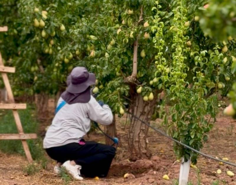 Bumper year anticipated in 2026 for the pear crop in Jumilla